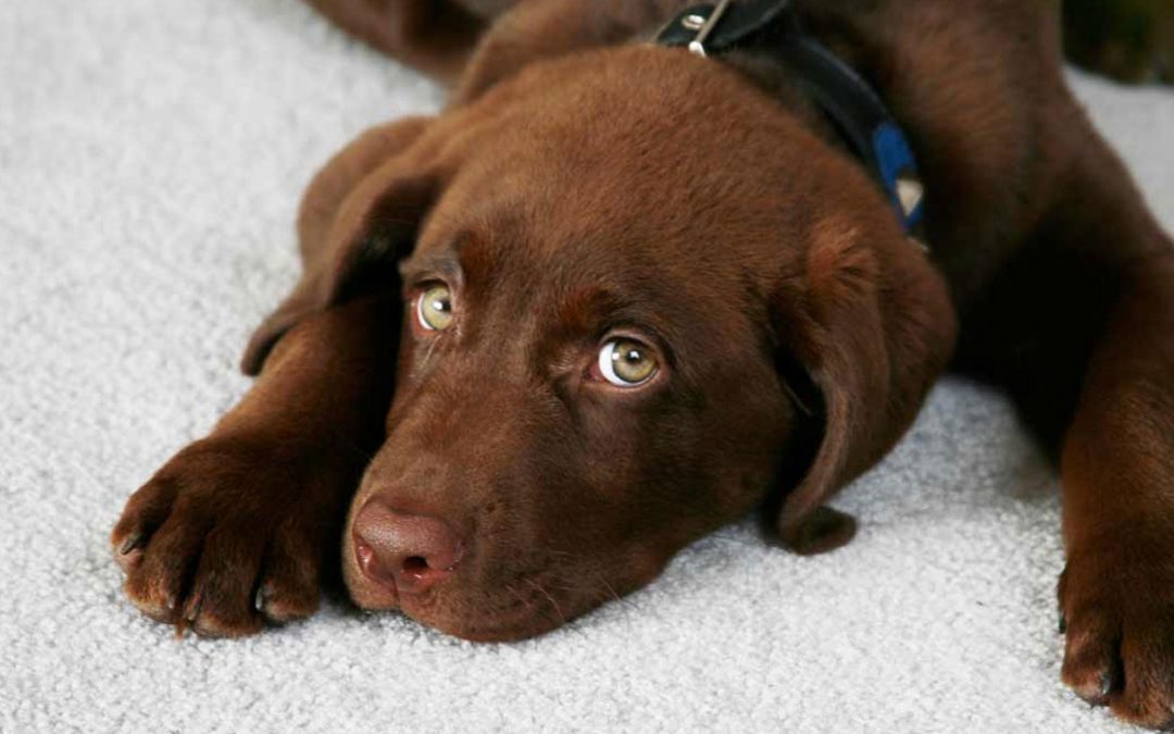 Kranken­ver­sicherung für Hunde